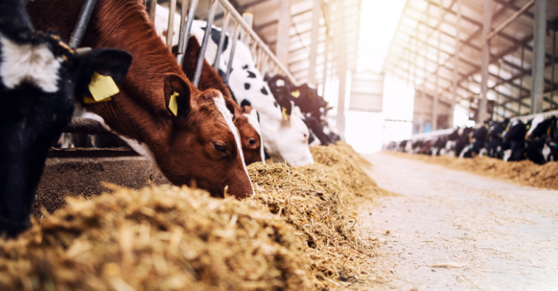 DeLaval Case Study Main Image DeLaval Case Study Main Image
